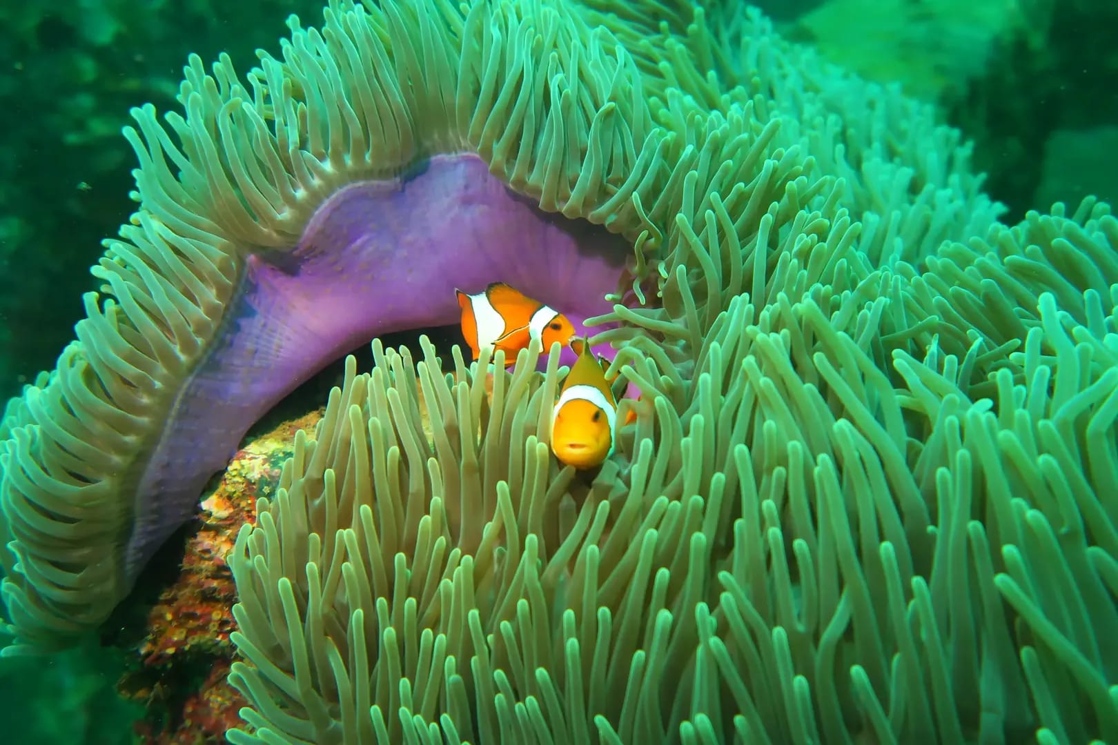 Bungalow Bay Diving Site in Racha Yai