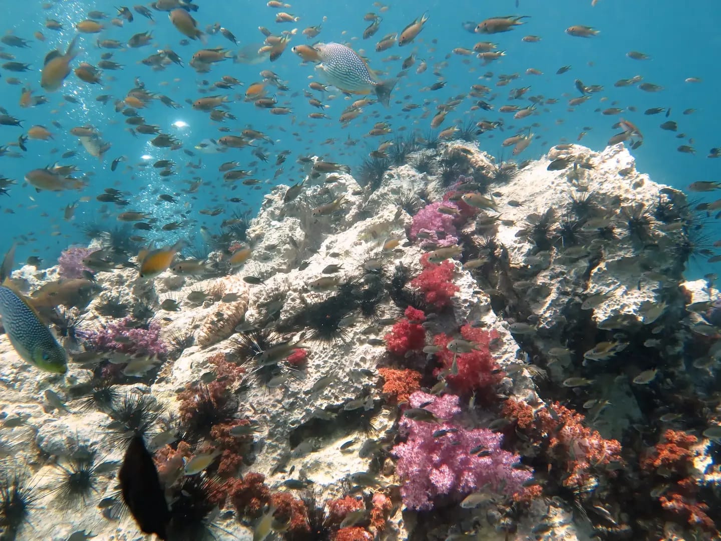 Shark Point Diving Site
