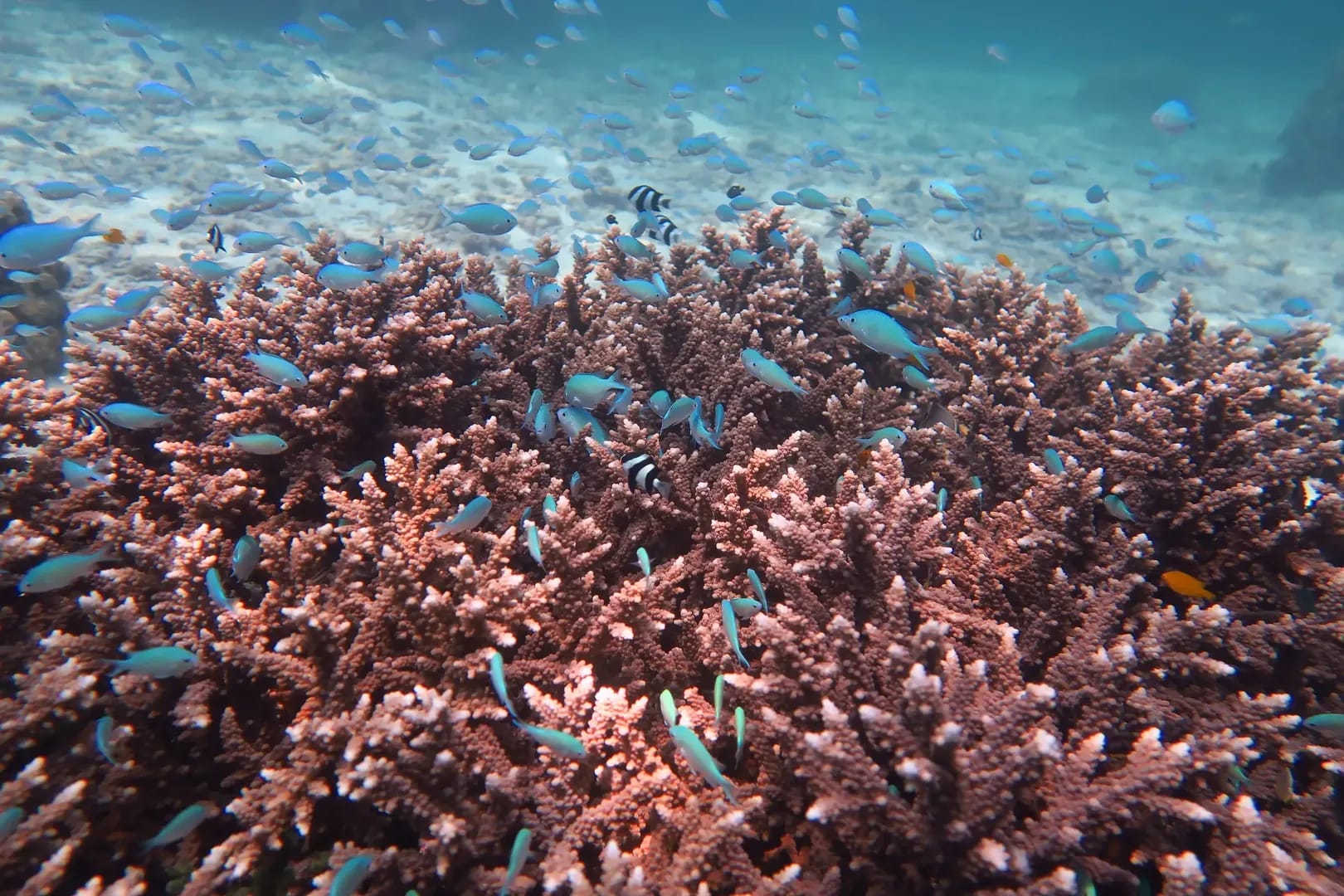 Siam Bay Diving Site