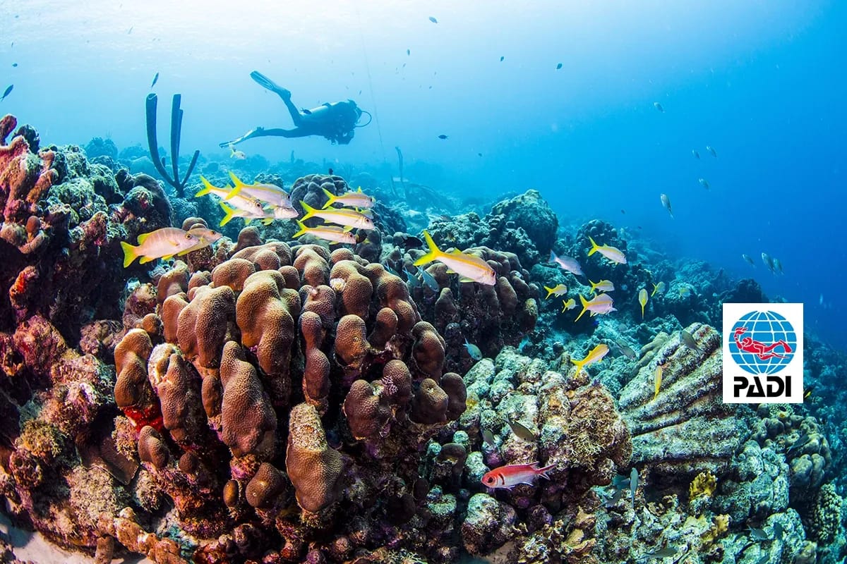 PADI Rescue Diver Course in Phuket, Thailand Learn to handle dive emergencies, assist panicked and unconscious divers, and master rescue techniques.