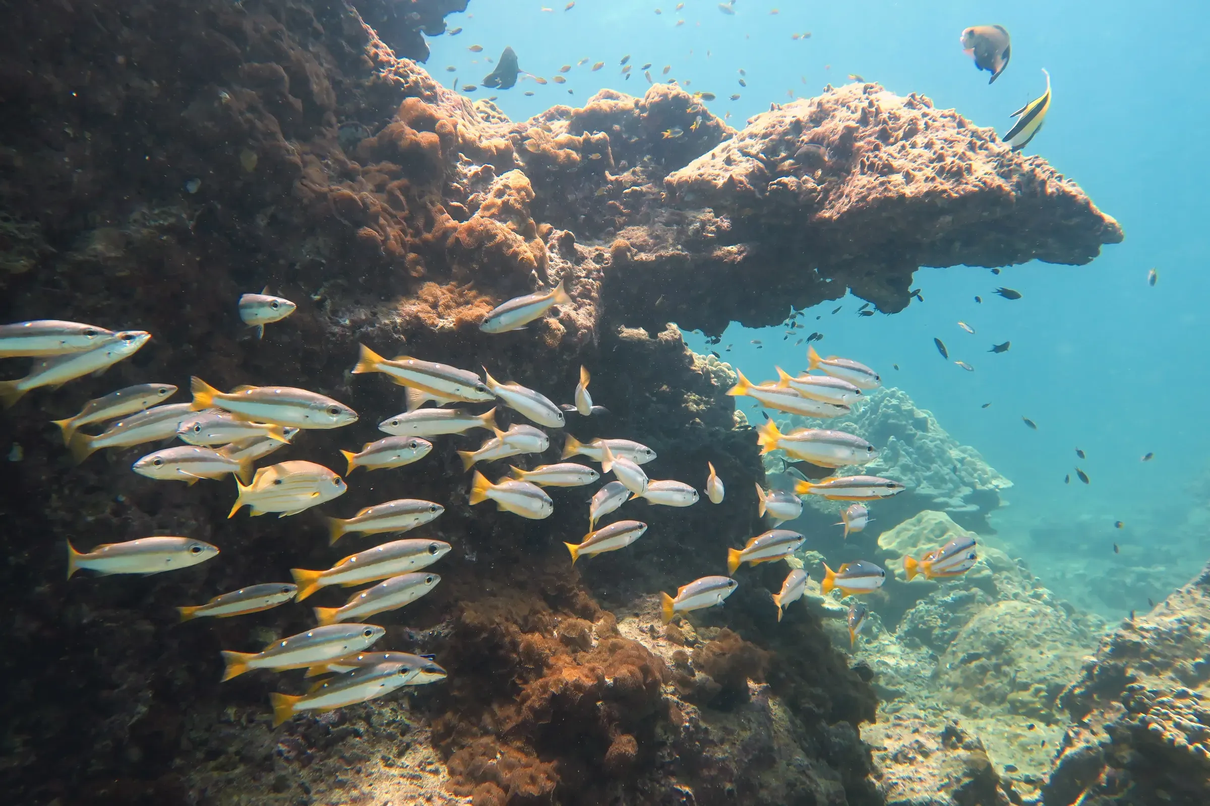 Underwater view of Marina Bay dive site showing granite rock formations