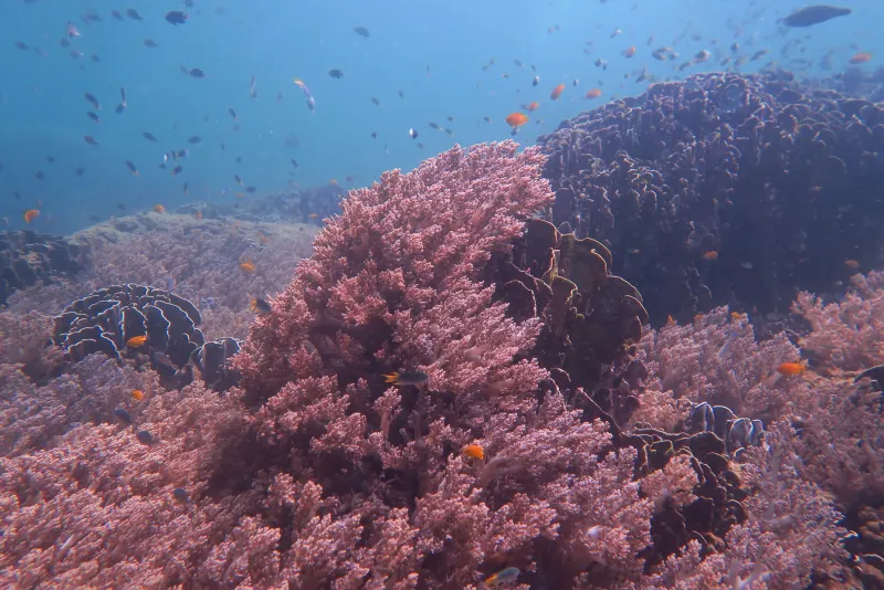 Siam Bay Diving Image 1